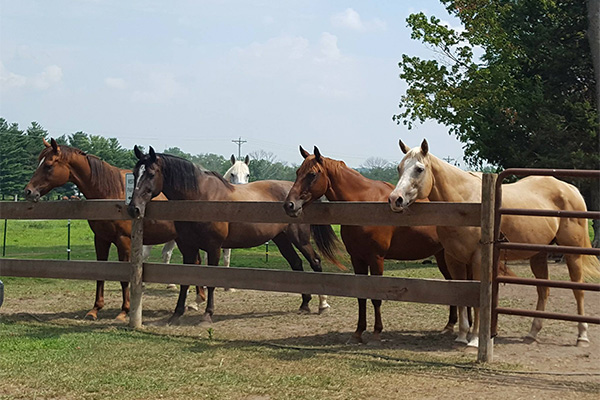 group of horses at fence
